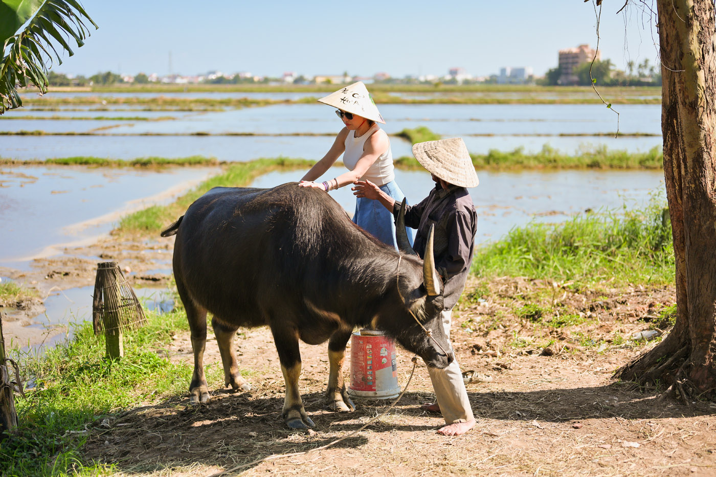 Rừng dừa 7 mẫu - Một ngày ở Hội An